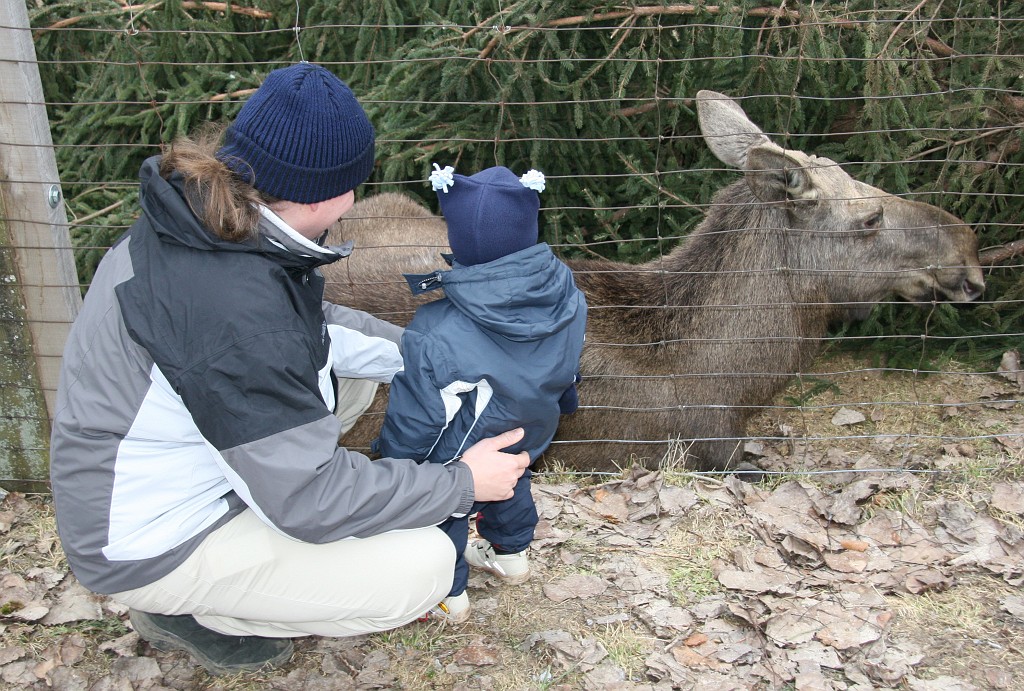 236 Wildpark.jpg - Divoký sob nás poklidně ignoruje